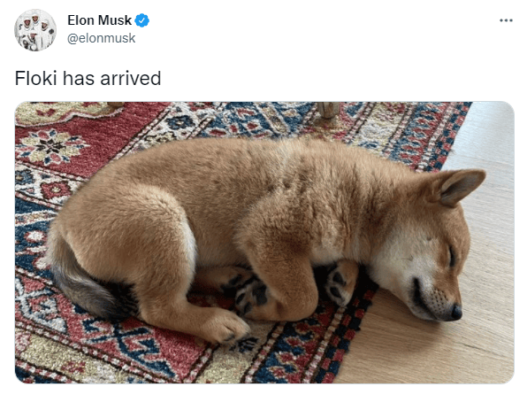 Elon Musk Tweet über Floki